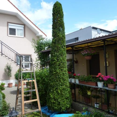 1,5hod čistenia a strihania