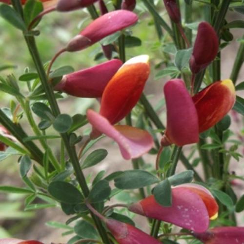 Cytisus  č.4
