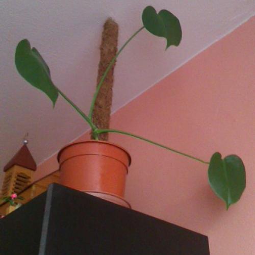 moja monstera 