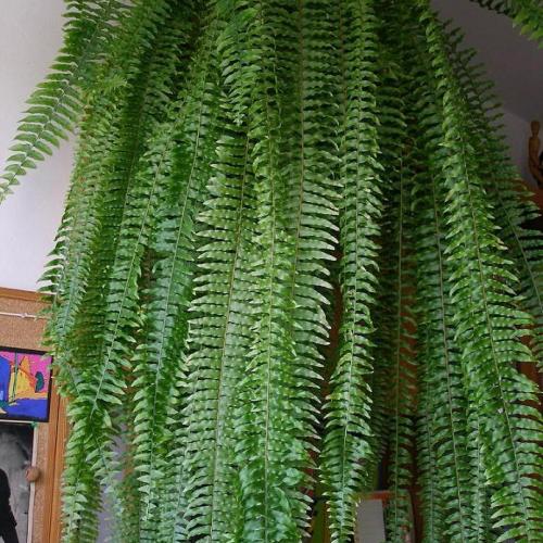 Nephrolepis pre Osiku