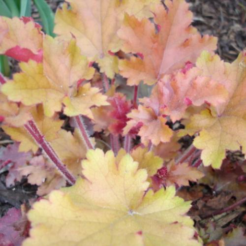 heuchera 4