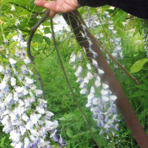 Moja nádherná visteria skončila pod ľadovcom