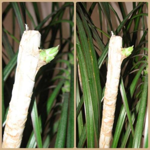 Dracena sa snazi...