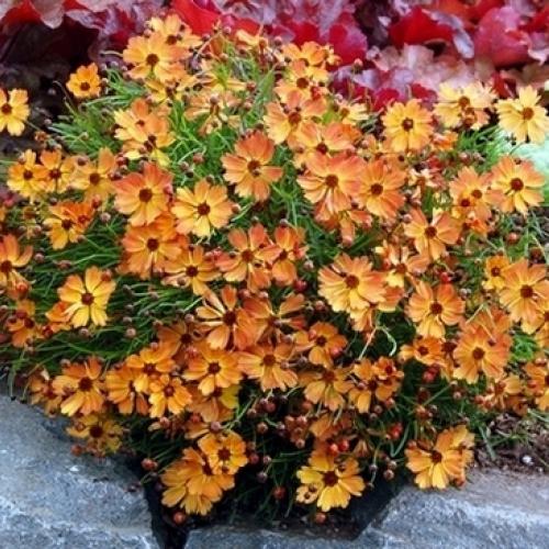 Coreopsis 'Mango Punch' 