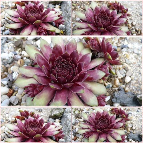Sempervivum ´DR.FRITZ KOEHLEIN´