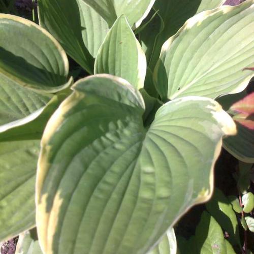 Hosta...