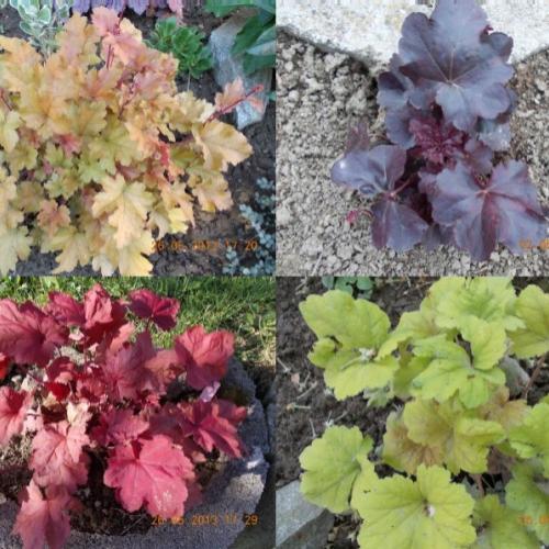 heuchera 1