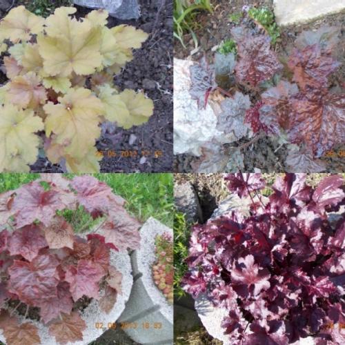 heuchera 2