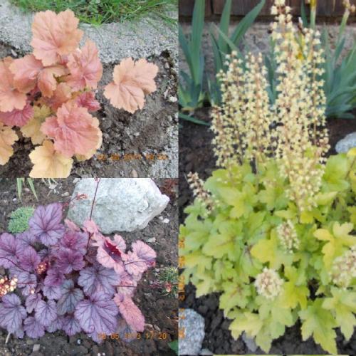 heuchera 3
