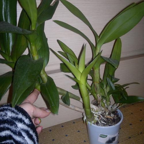 rozrastene dendrobium