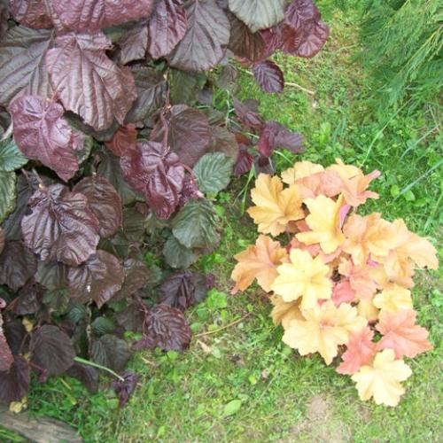 heuchera