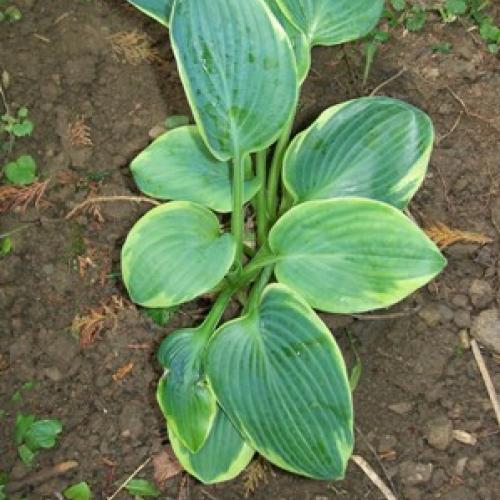 nová hosta