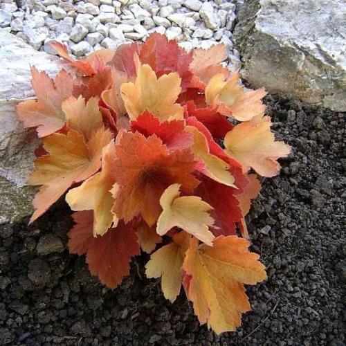 heuchera