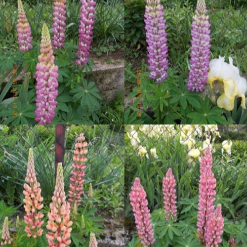 lupiny 1