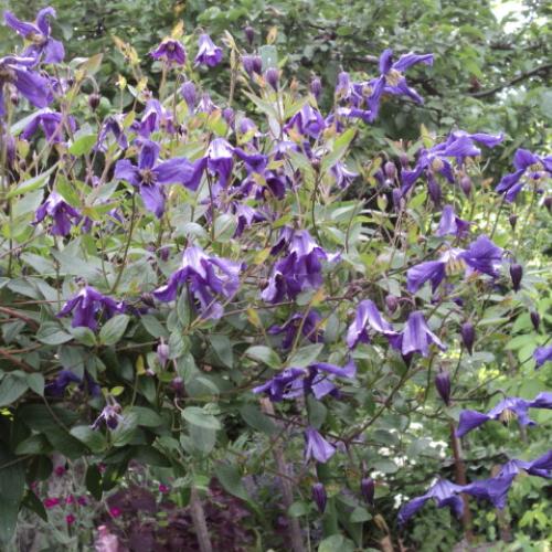 clematis, kúpený kedysi ako niečo neduživé, bezmenné