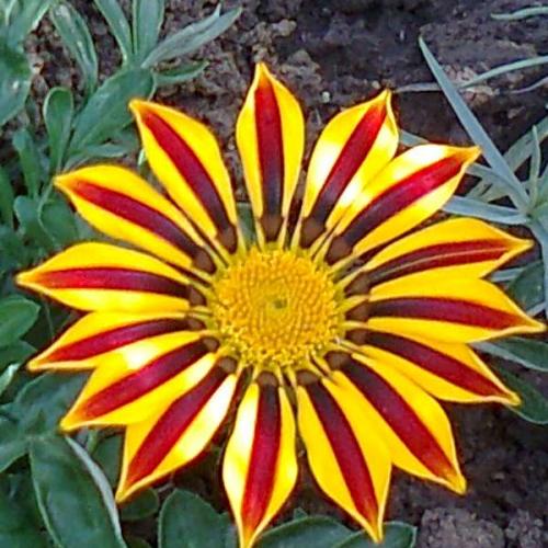 gazania...