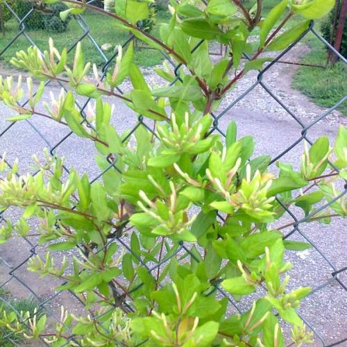 Lonicera...