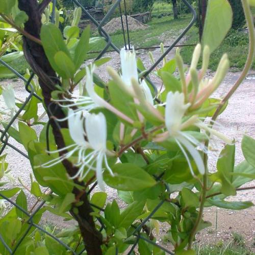 Lonicera...