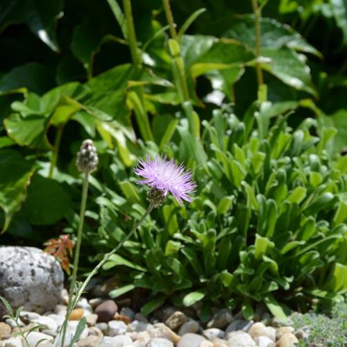 miniatúrna centaurea od Ivetky