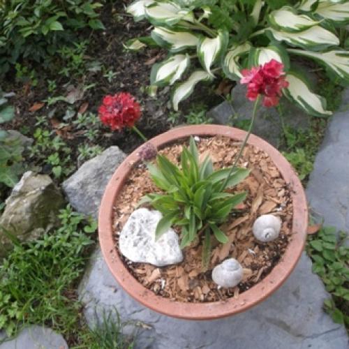Armeria Ballerina Red ...