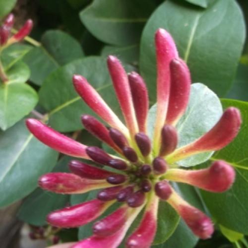 Zemolez (LONICERA) I.