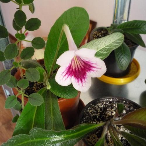 STREPTOCARPUS FERNWOOD's MORNING SUNSHINE