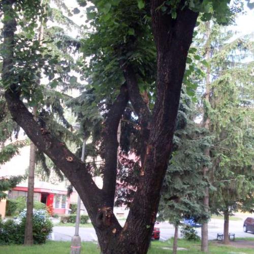veverička v meste 2