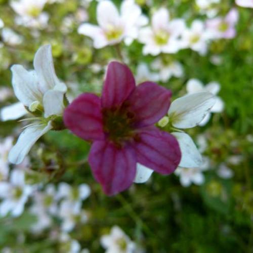Saxifraga