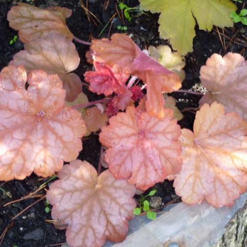 Heuchera Georgia peach ?