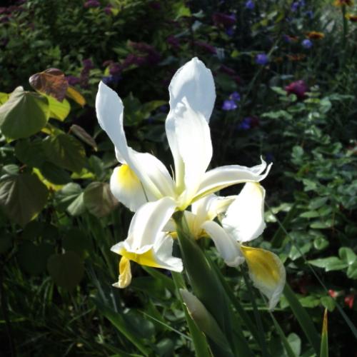 iris