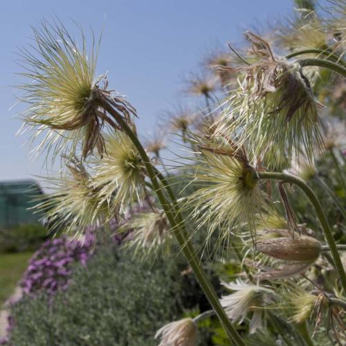 Pulsatilla ´Papageno´