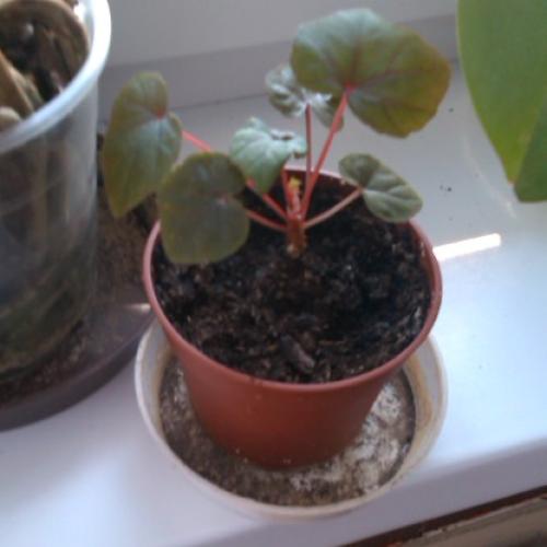 moja begonia 