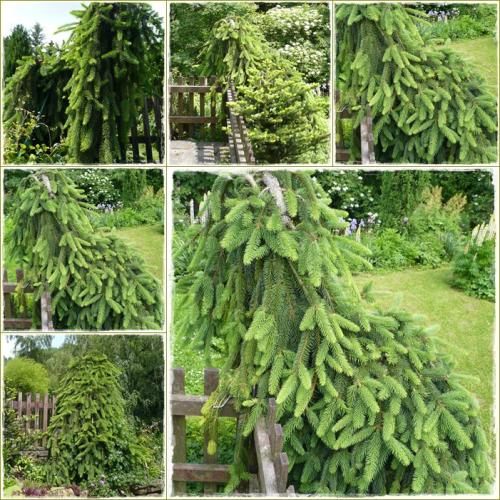 Picea abies ´Pendula´