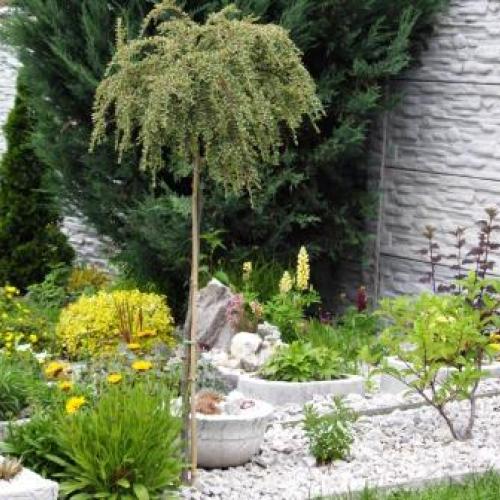 Cotoneaster hor. Variegatus už mohutnie 