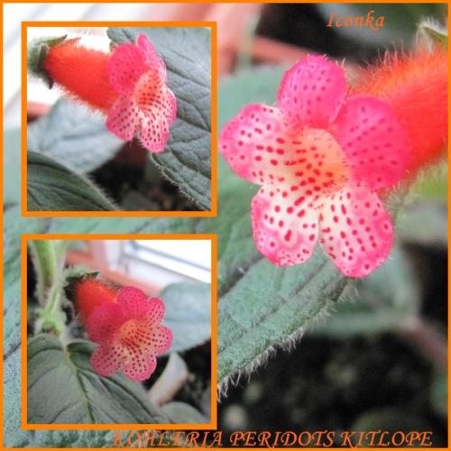 KOHLERIA PERIDOTS KITLOPE