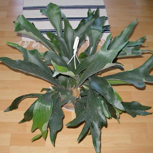 Platycerium pre kamarátku Zuzku