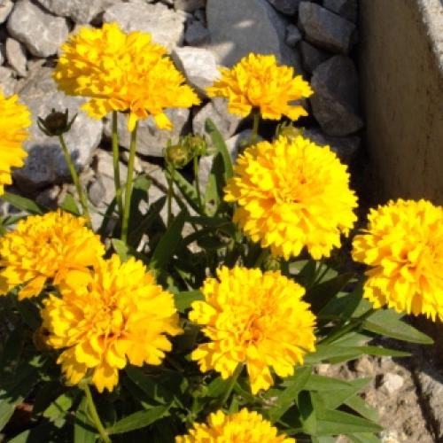    Coreopsis  od Klaudia K