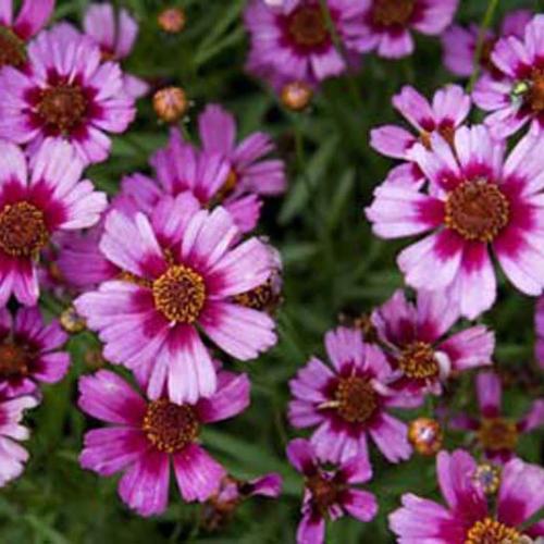 Coreopsis 'Garnet'
