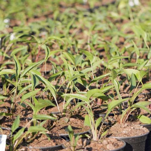 Echinacea rastie