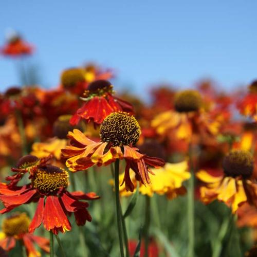 Helenium x hybridum ´Moehrein Beauty´