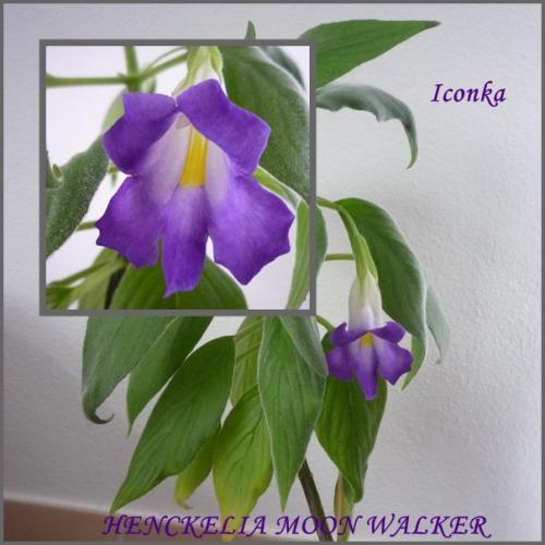 HENCKELIA (chirita) MOON WALKER