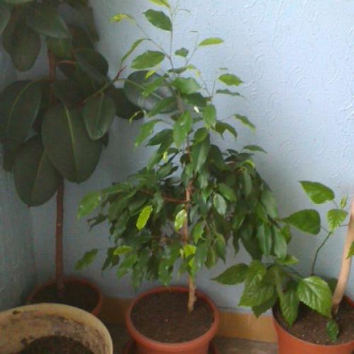 ficus benjamina