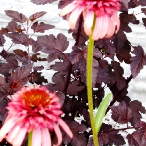 Prvá zakvitla echinacea irresistible