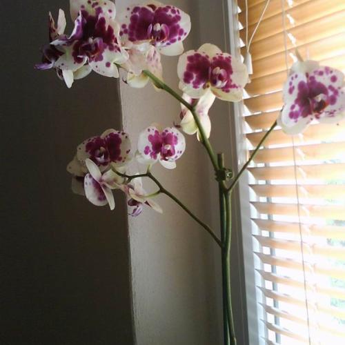 orchidea