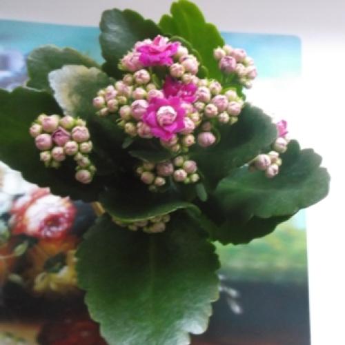 Kalanchoe 