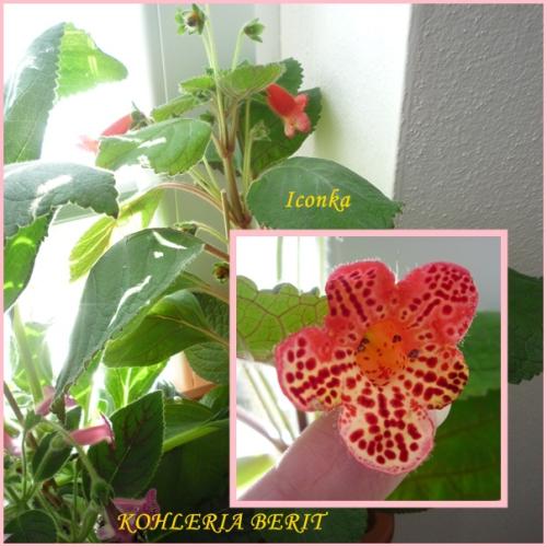 KOHLERIA BERIT (Ni)