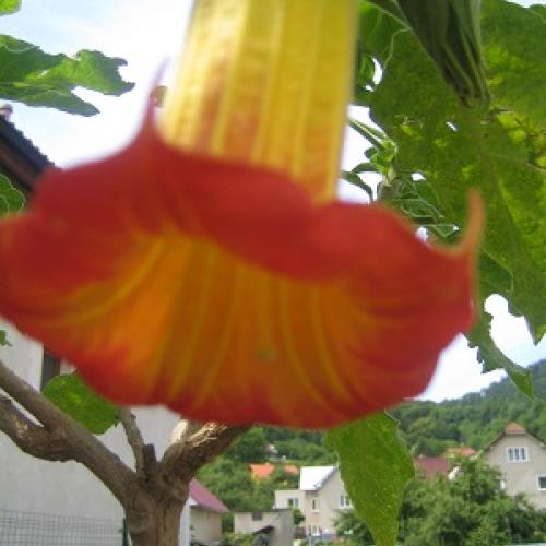 datura