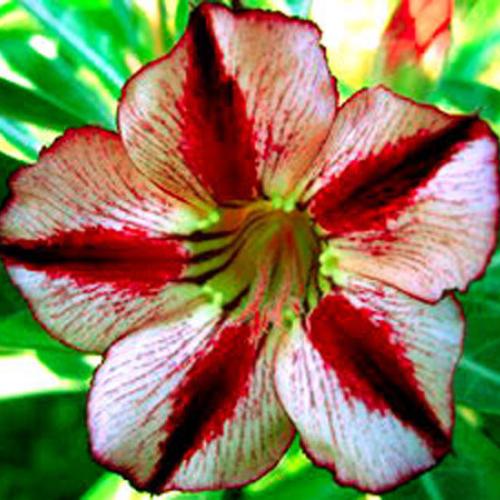 adenium bondyred