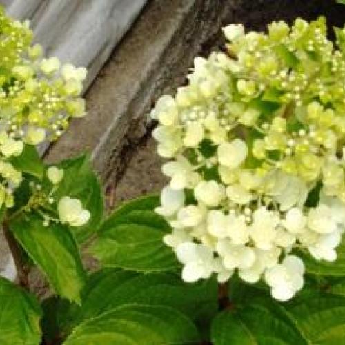 hortenzia paniculata moonlight
