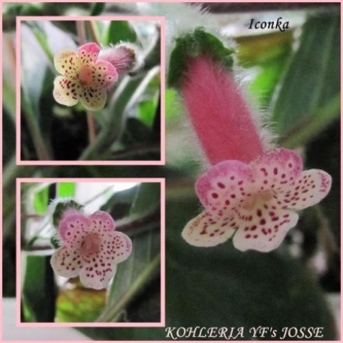 KOHLERIA YF'S JOSSE
